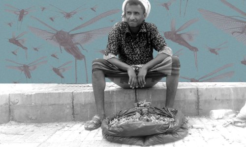 "علاجٌ لداء السكري ومنشطٌ جنسي"... الجراد غزا اليمن فأصبح غنيمة ومصدر رزق