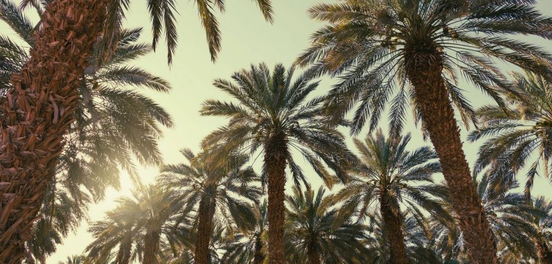 واحات النخيل في موريتانيا... مخاوف من اندثار ثروة وطنية