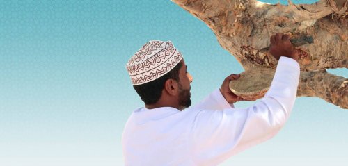 شجرة من الجان في عُمان تحميها الثعابين المُجنَّحة... "اللُّبان"