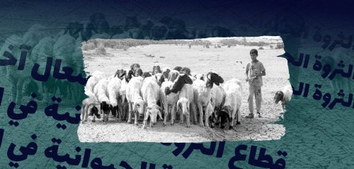 "خسرتُ مئة رأس من الأغنام هذا العام"... الثروة الحيوانية في العراق مهددة بسبب الجفاف