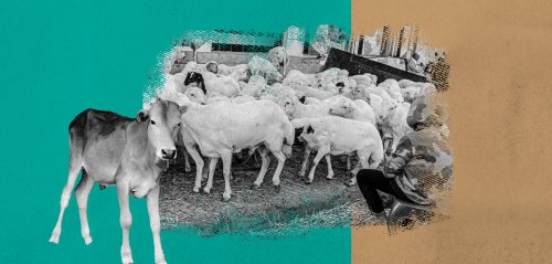 صغار المواشي في اليمن... ضحايا الذبح والتهريب والجفاف