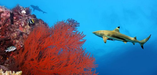 Beyond shark attacks: Egypt's marine ecosystem under threat